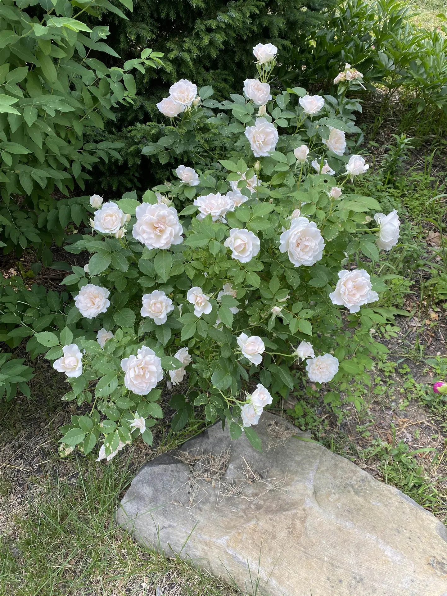 170 Varney Road Dover NH 03820