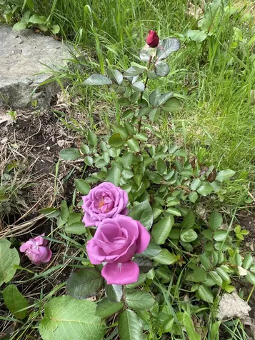 170 Varney Road Dover NH 03820