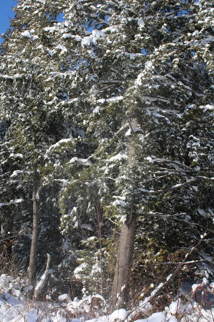 000 Gore Road Holland VT 05830