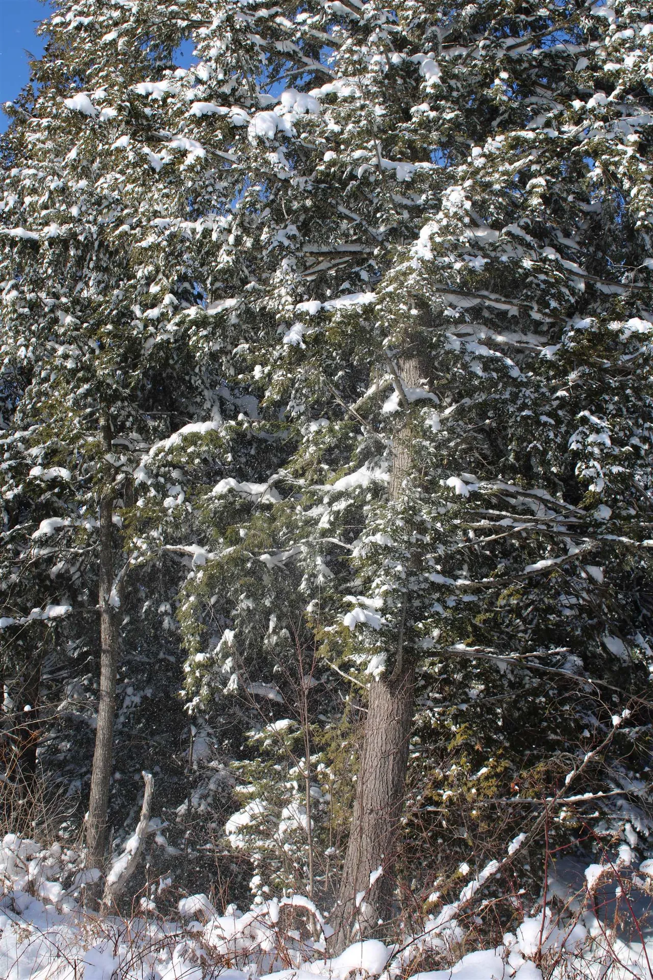 000 Gore Road Holland VT 05830