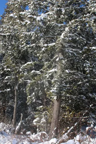 000 Gore Road Holland VT 05830