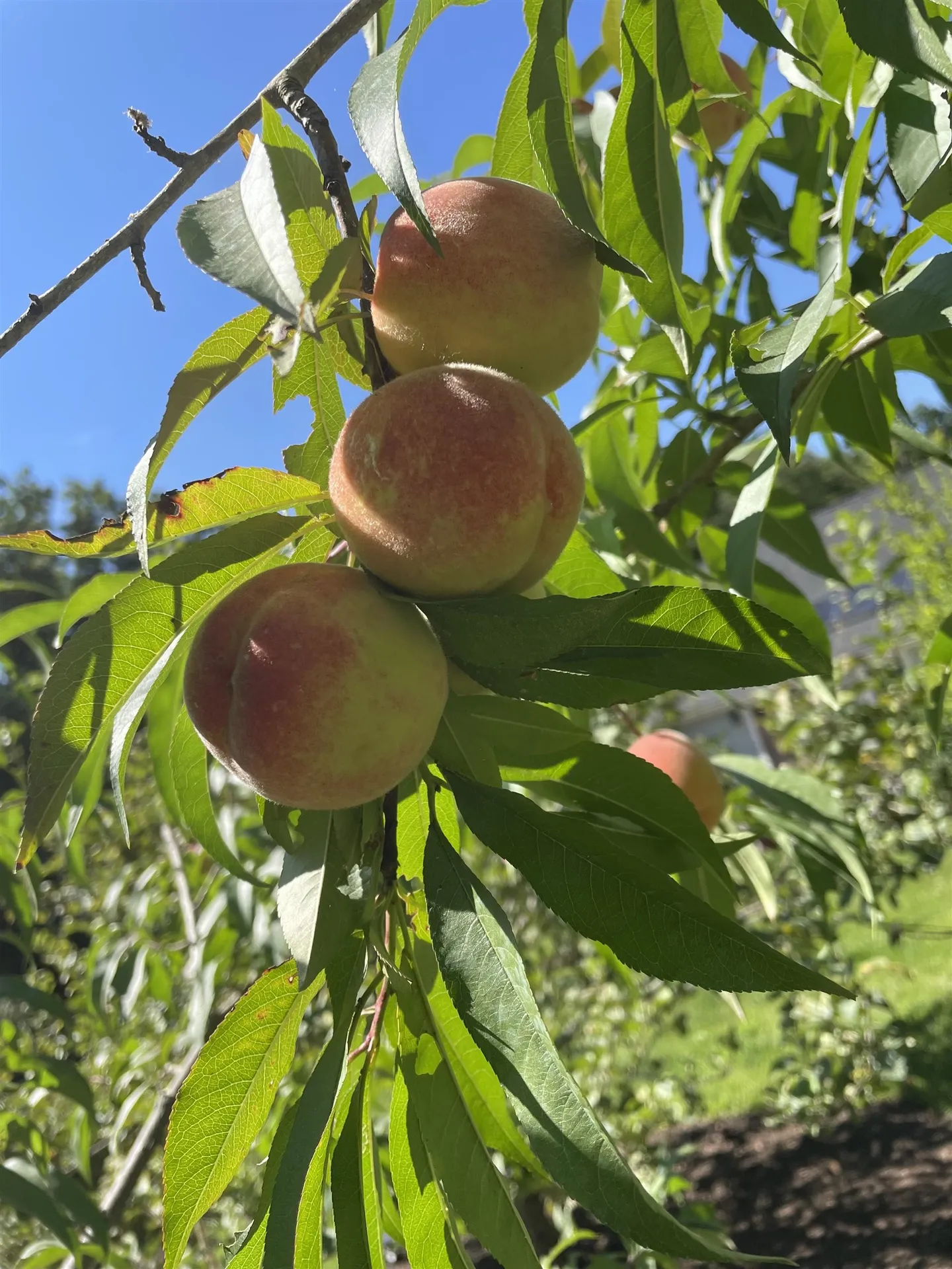 101 Buxton School Road Weare NH 03281