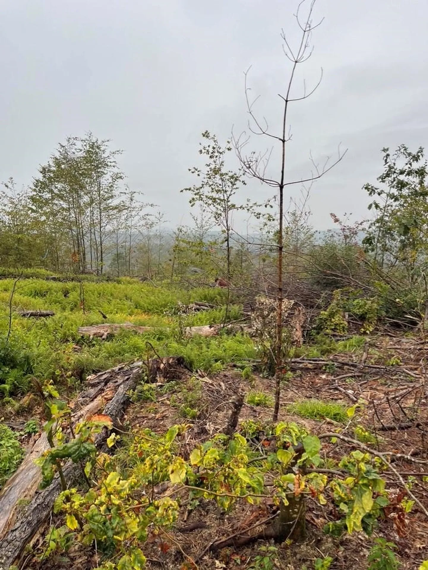 Map 6 Lot 96-2 Granite Lake Road Nelson NH 03457