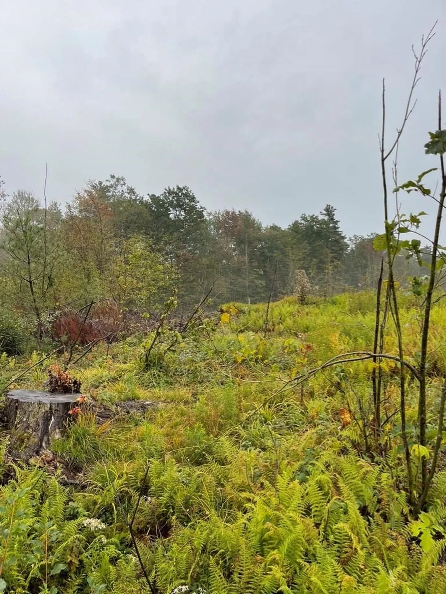 Map 6 Lot 96-2 Granite Lake Road Nelson NH 03457