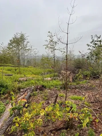 Map 6 Lot 96-2 Granite Lake Road Nelson NH 03457