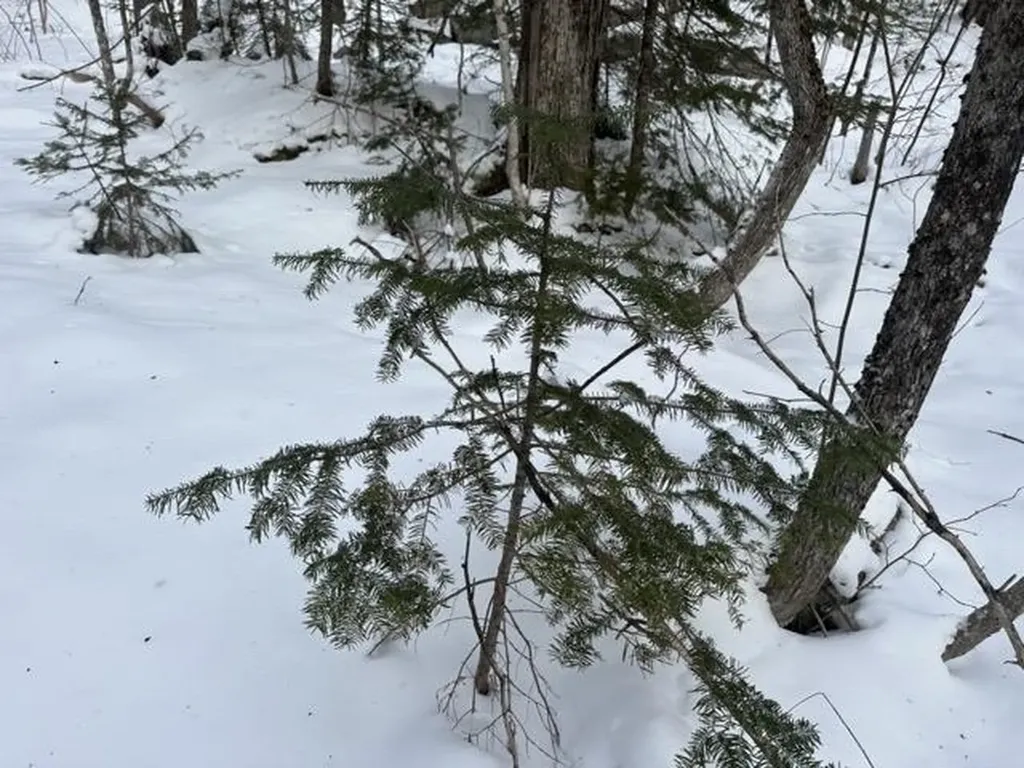 00 Loon Circle Londonderry VT 05155