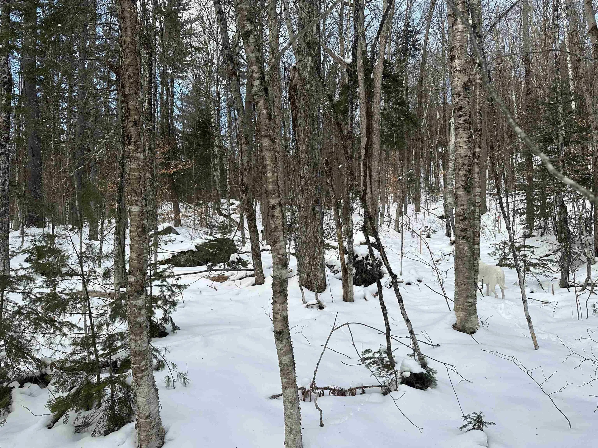 00 Loon Circle Londonderry VT 05155