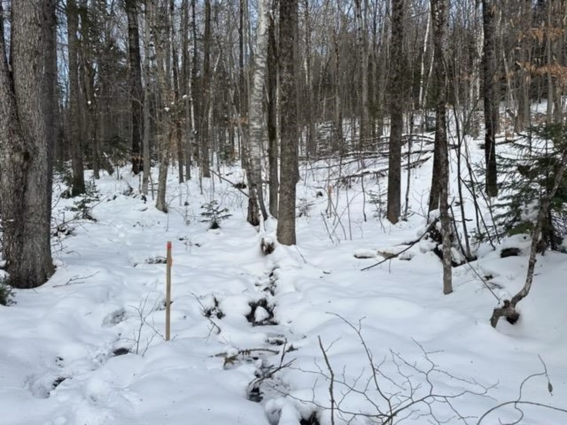 00 Loon Circle Londonderry VT 05155