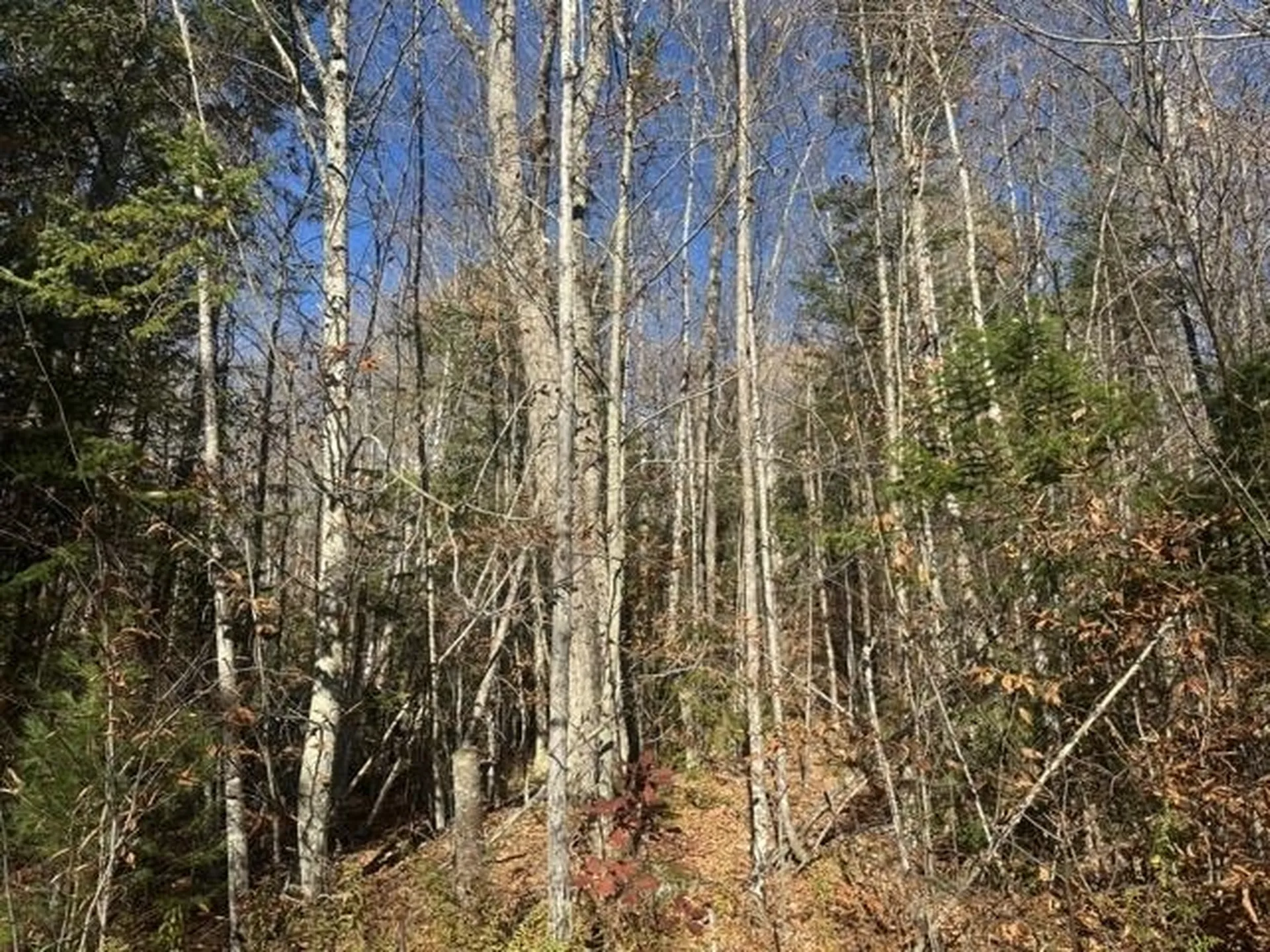 00 Loon Circle Londonderry VT 05155