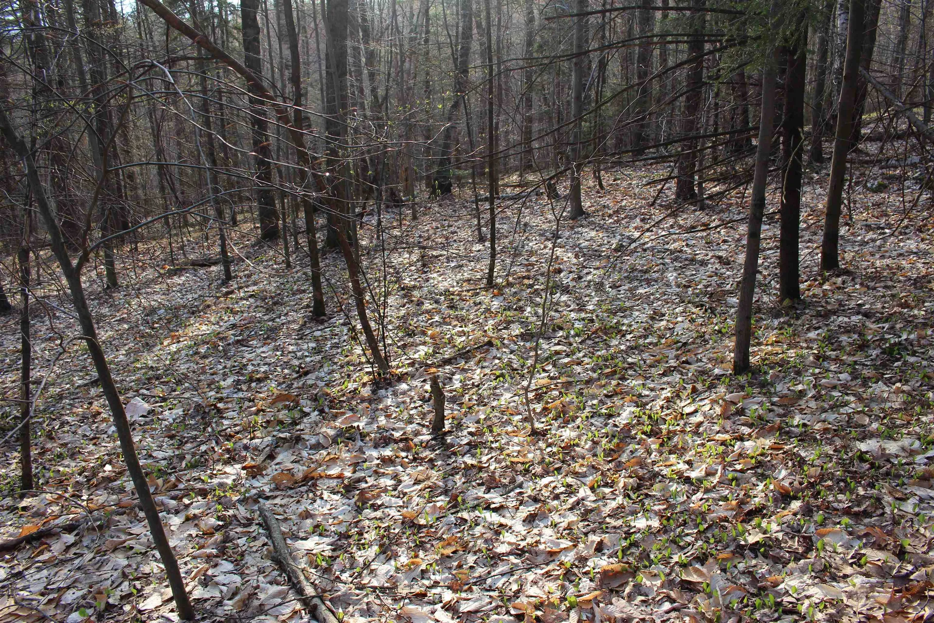 0 Upper Meehan Road Bristol VT 05443