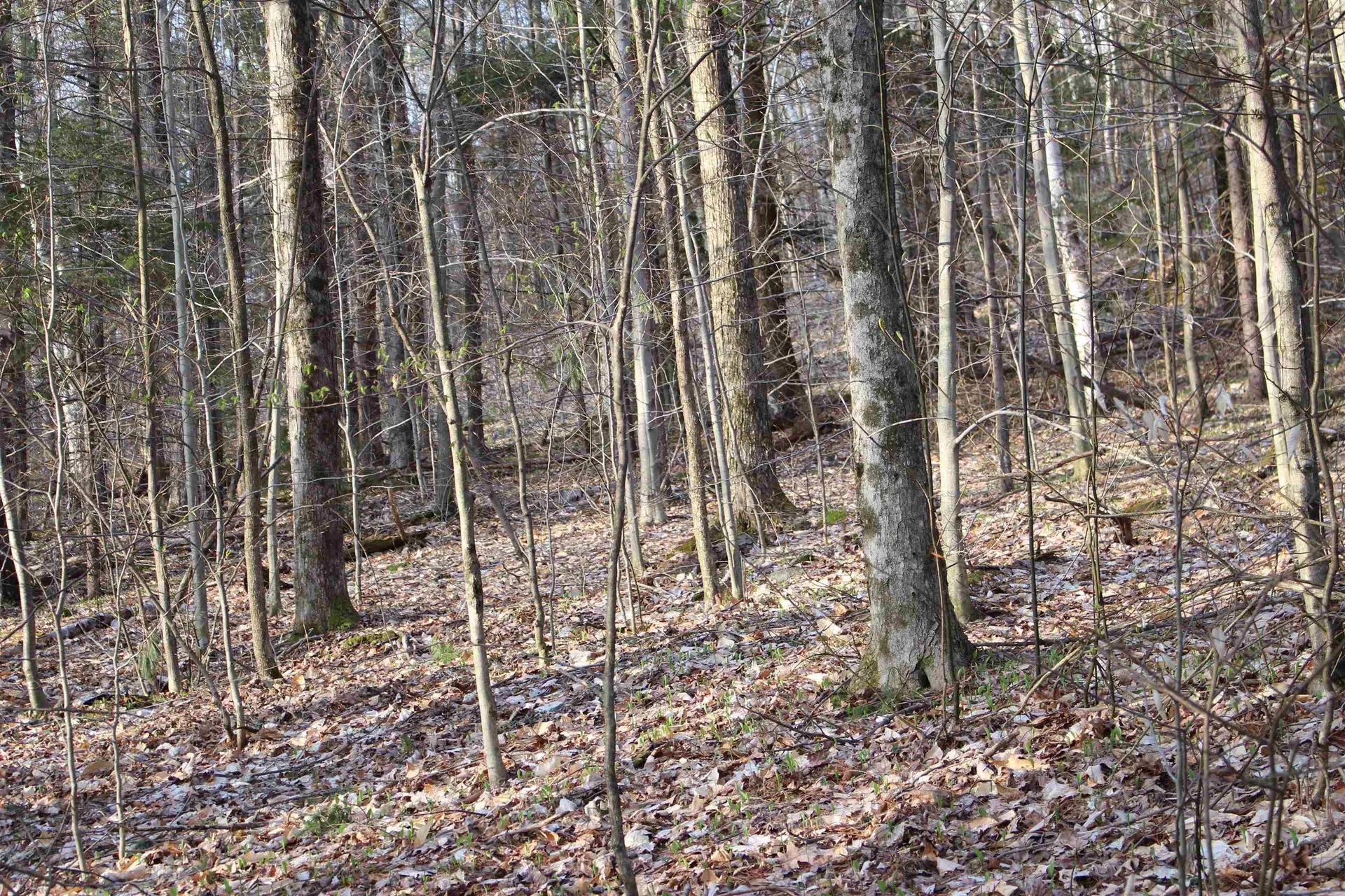 0 Upper Meehan Road Bristol VT 05443