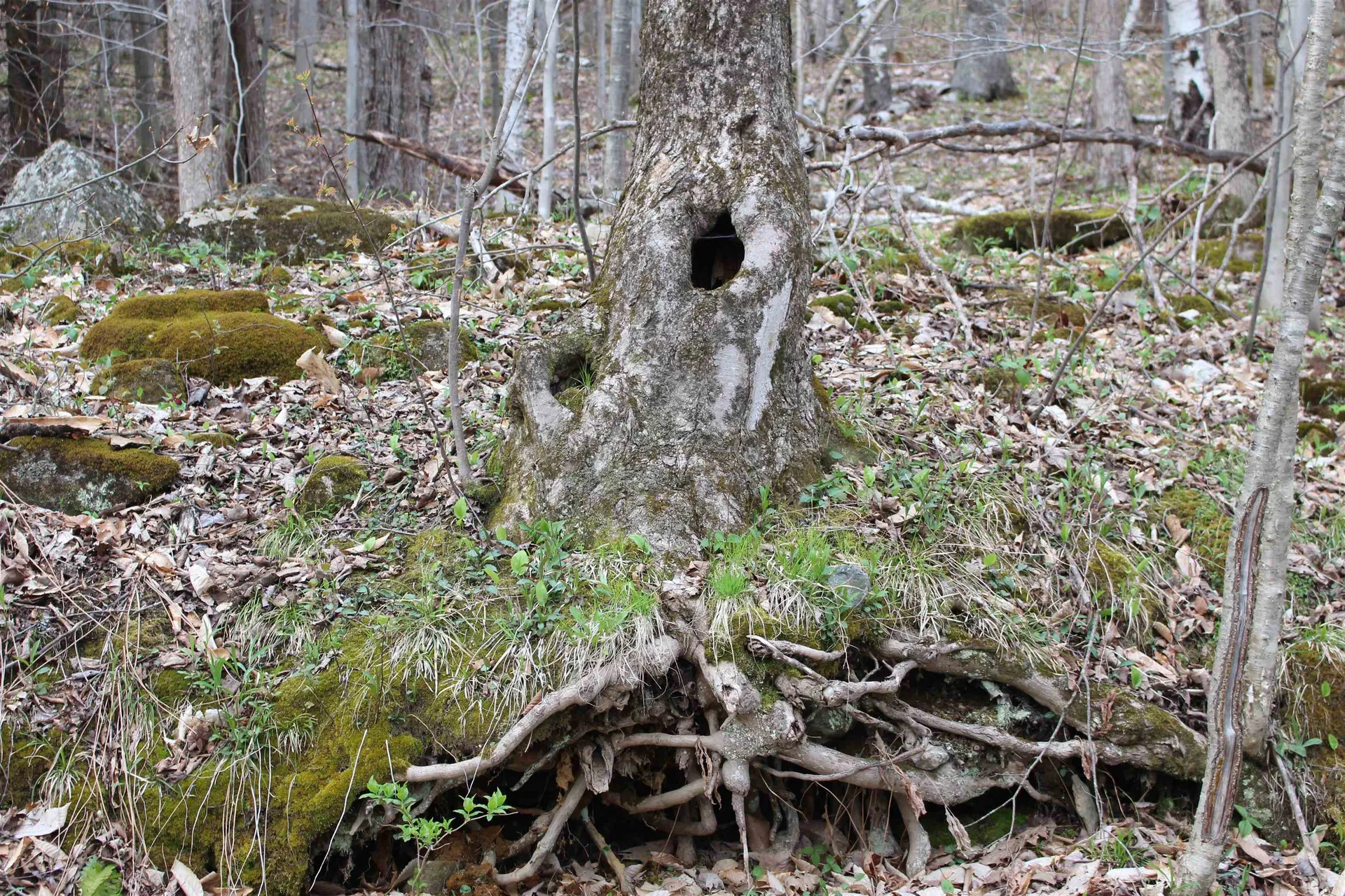 0 Upper Meehan Road Bristol VT 05443