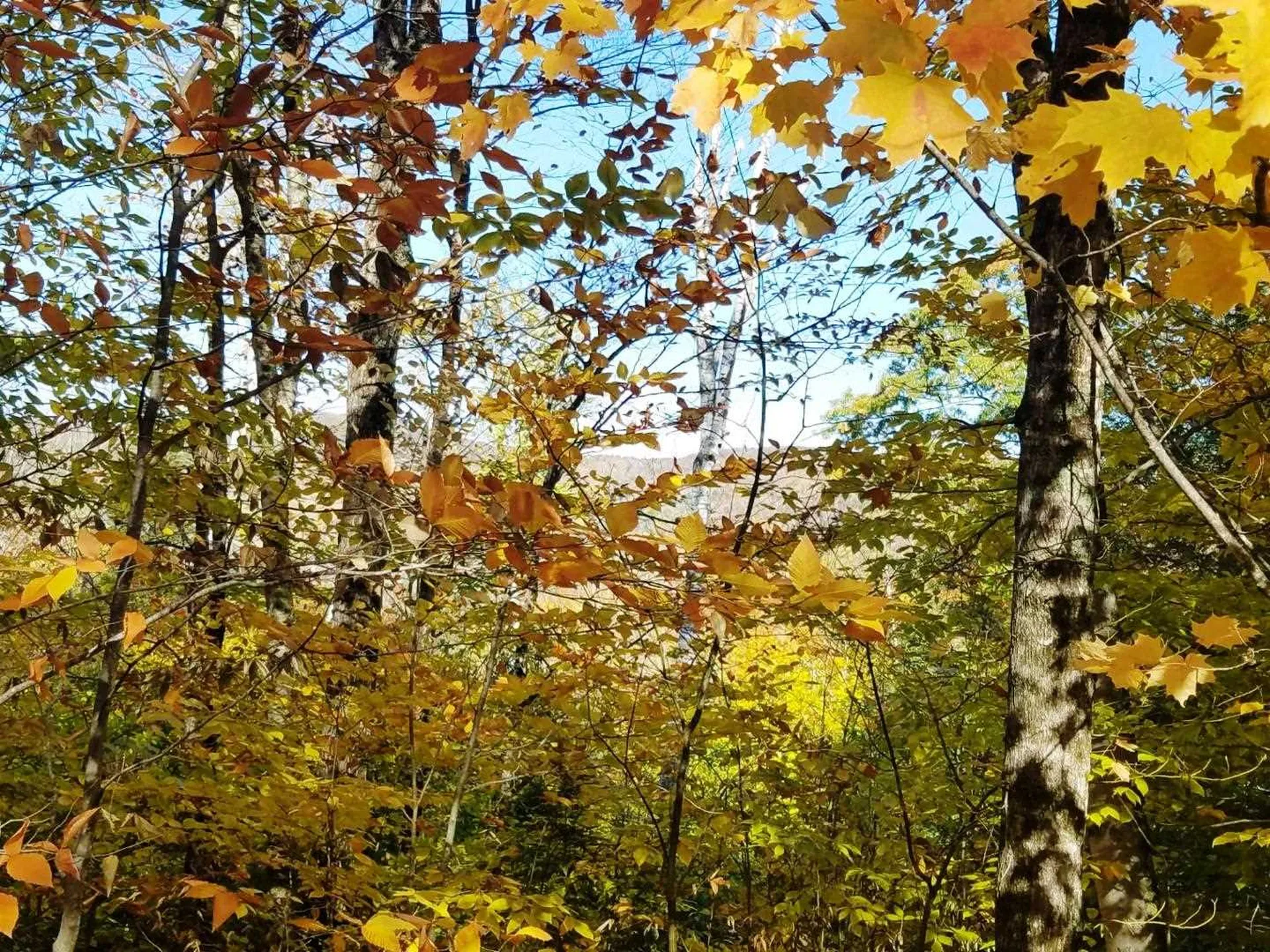 23-11 Schuyler Drive Campton NH 03223