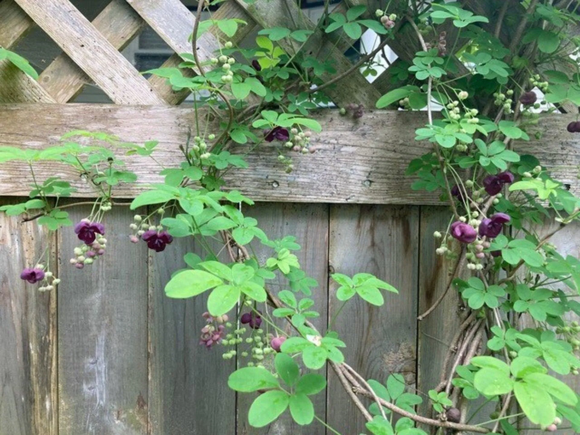 18 Summer Street Montpelier VT 05602