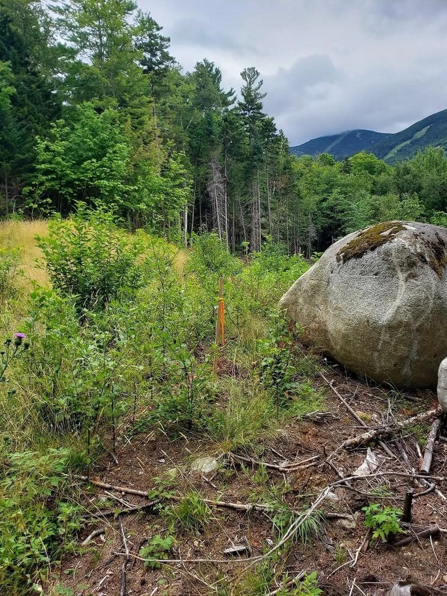 7 Powder Hill Drive Franconia NH 03580