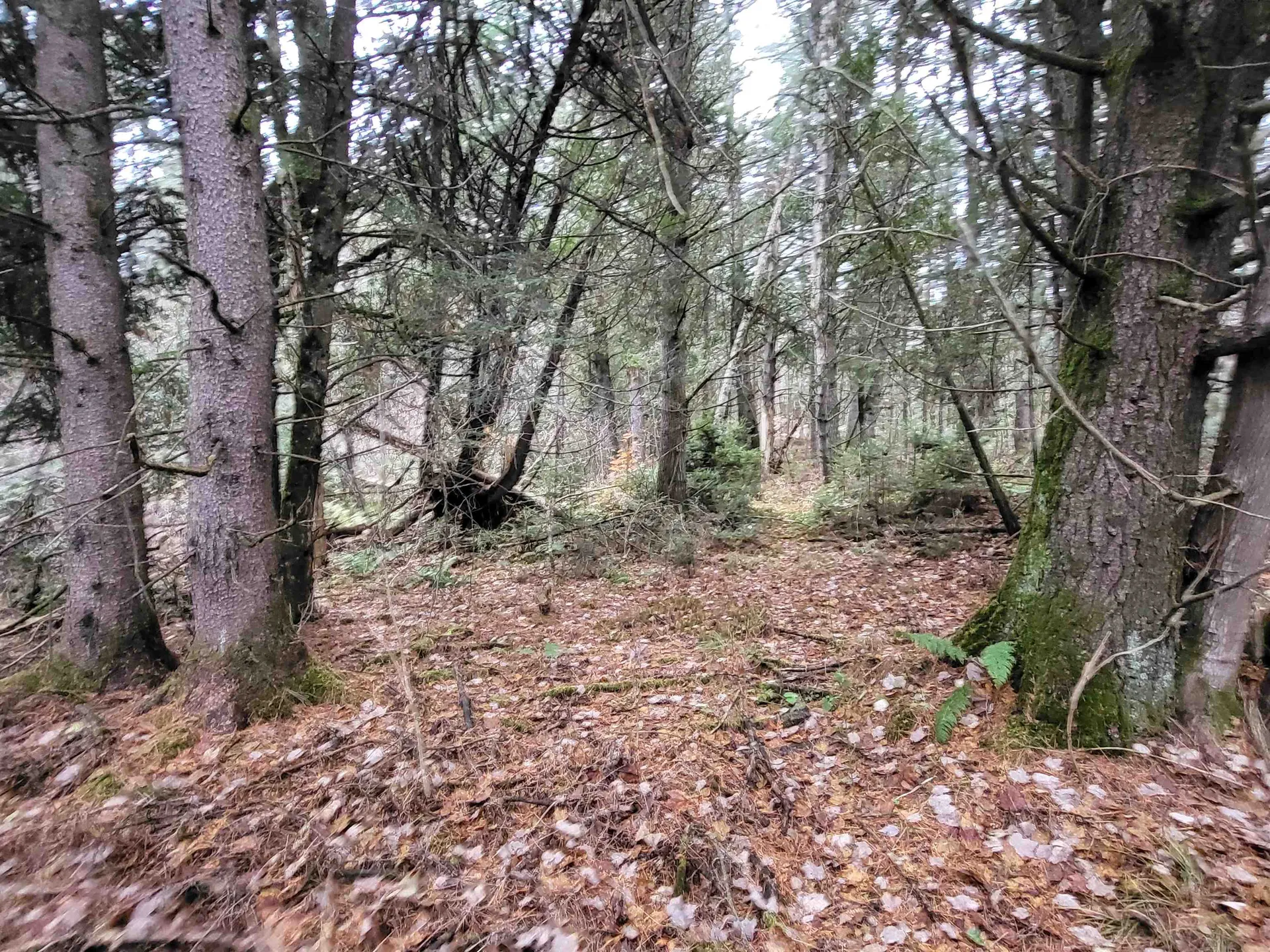 0 East Peacham Road Barnet VT 05821