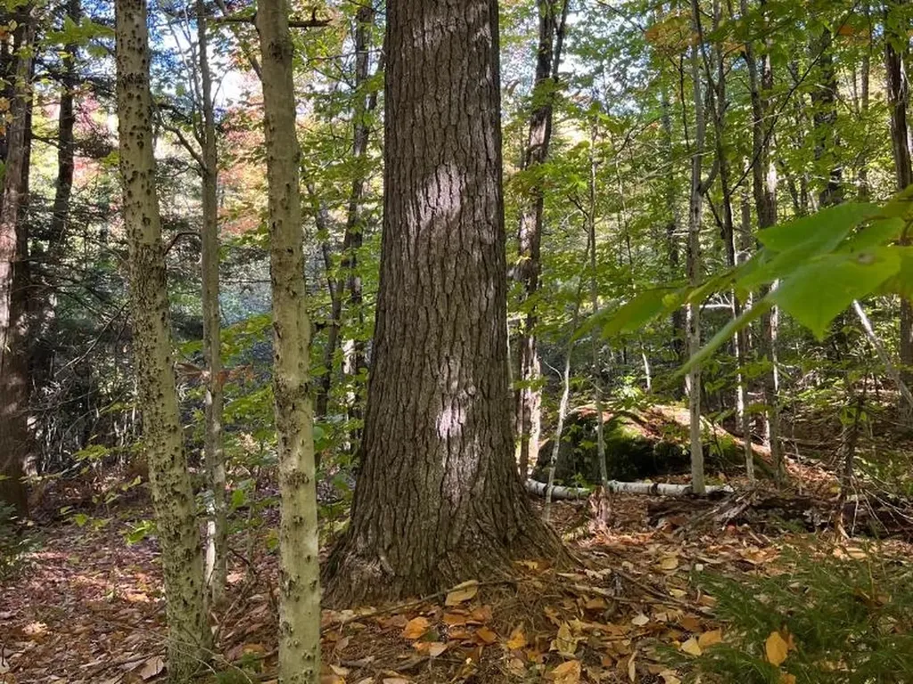 Pieters Road Andover NH 03216