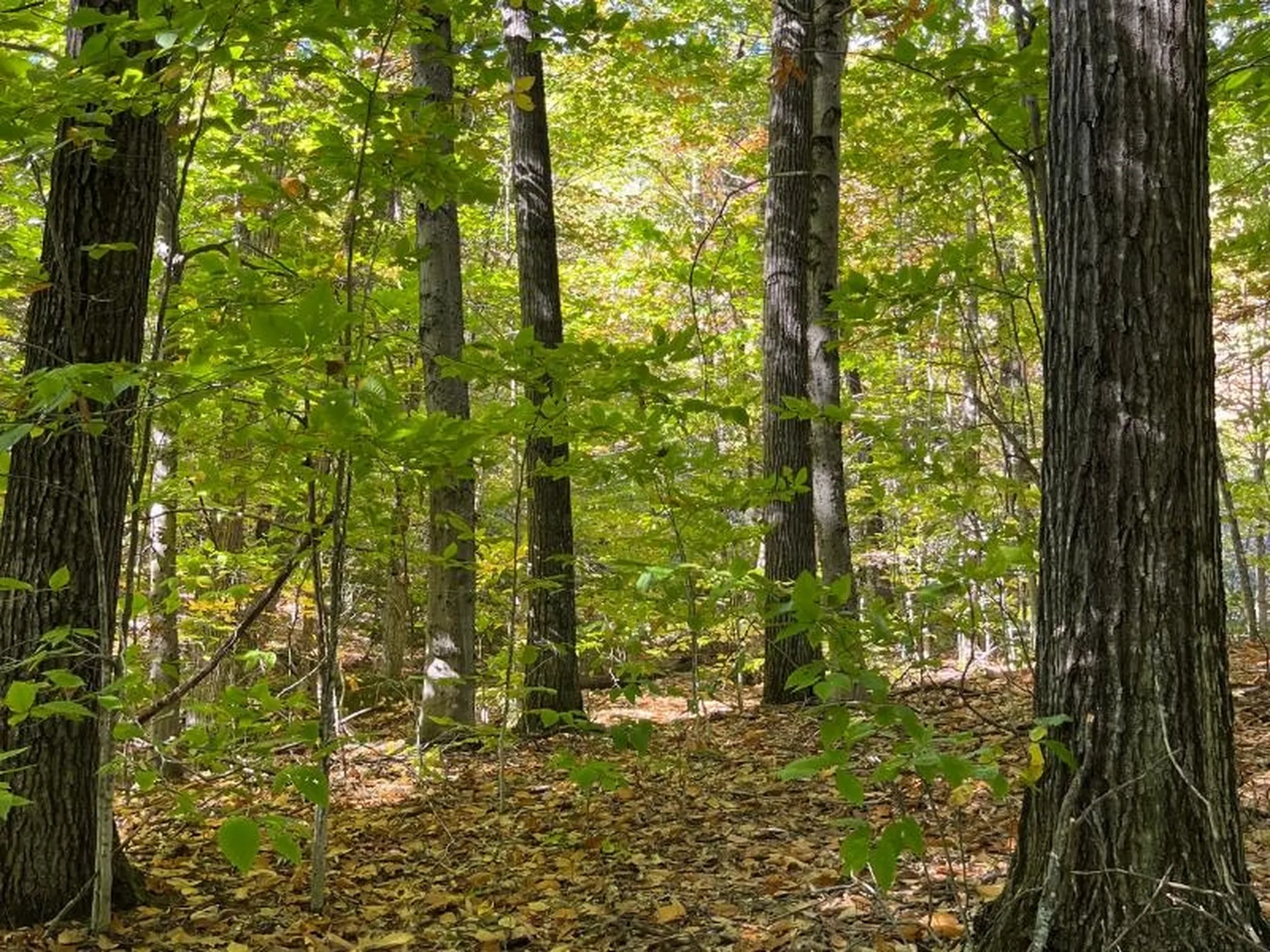 Pieters Road Andover NH 03216