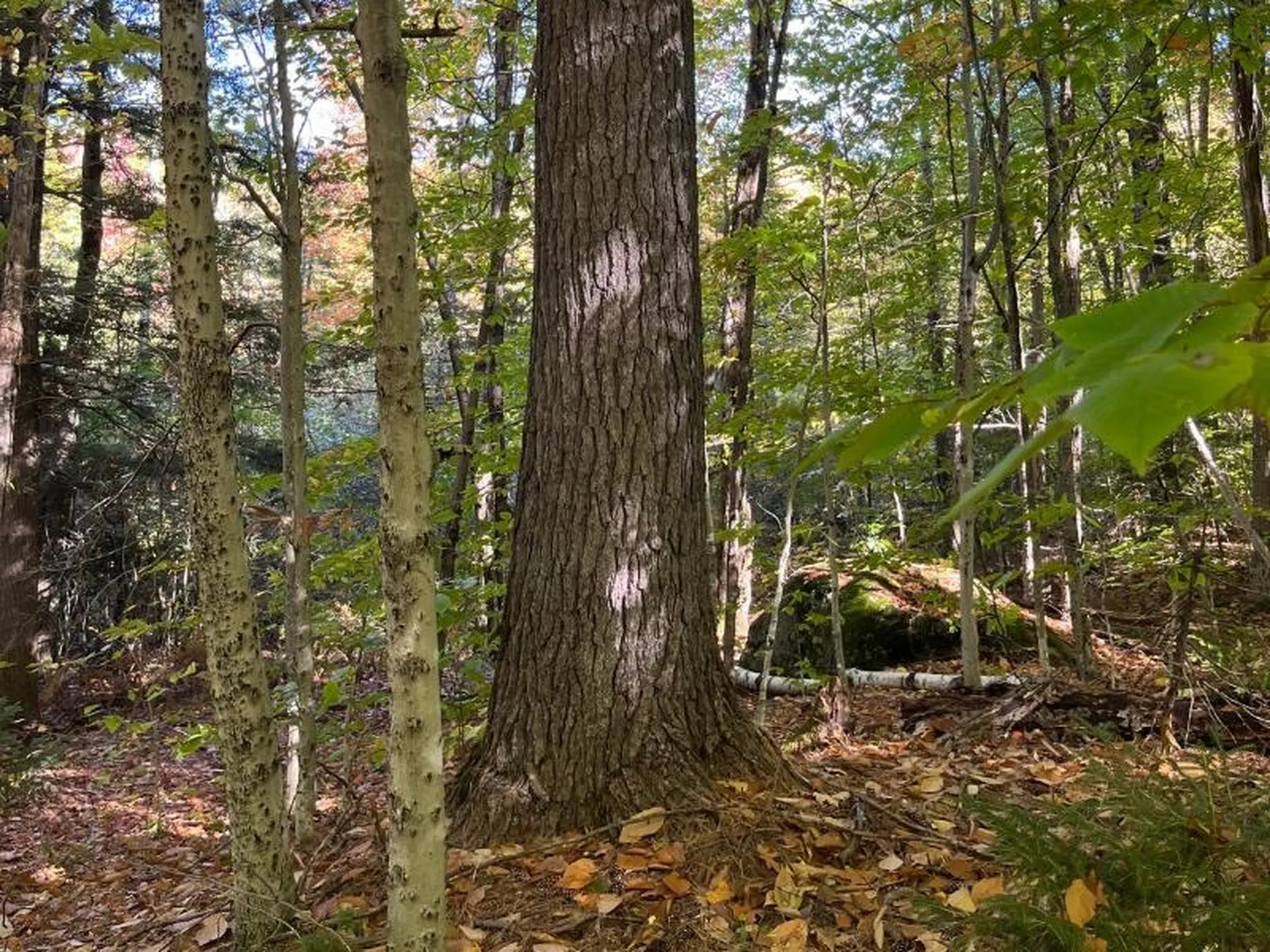 Pieters Road Andover NH 03216