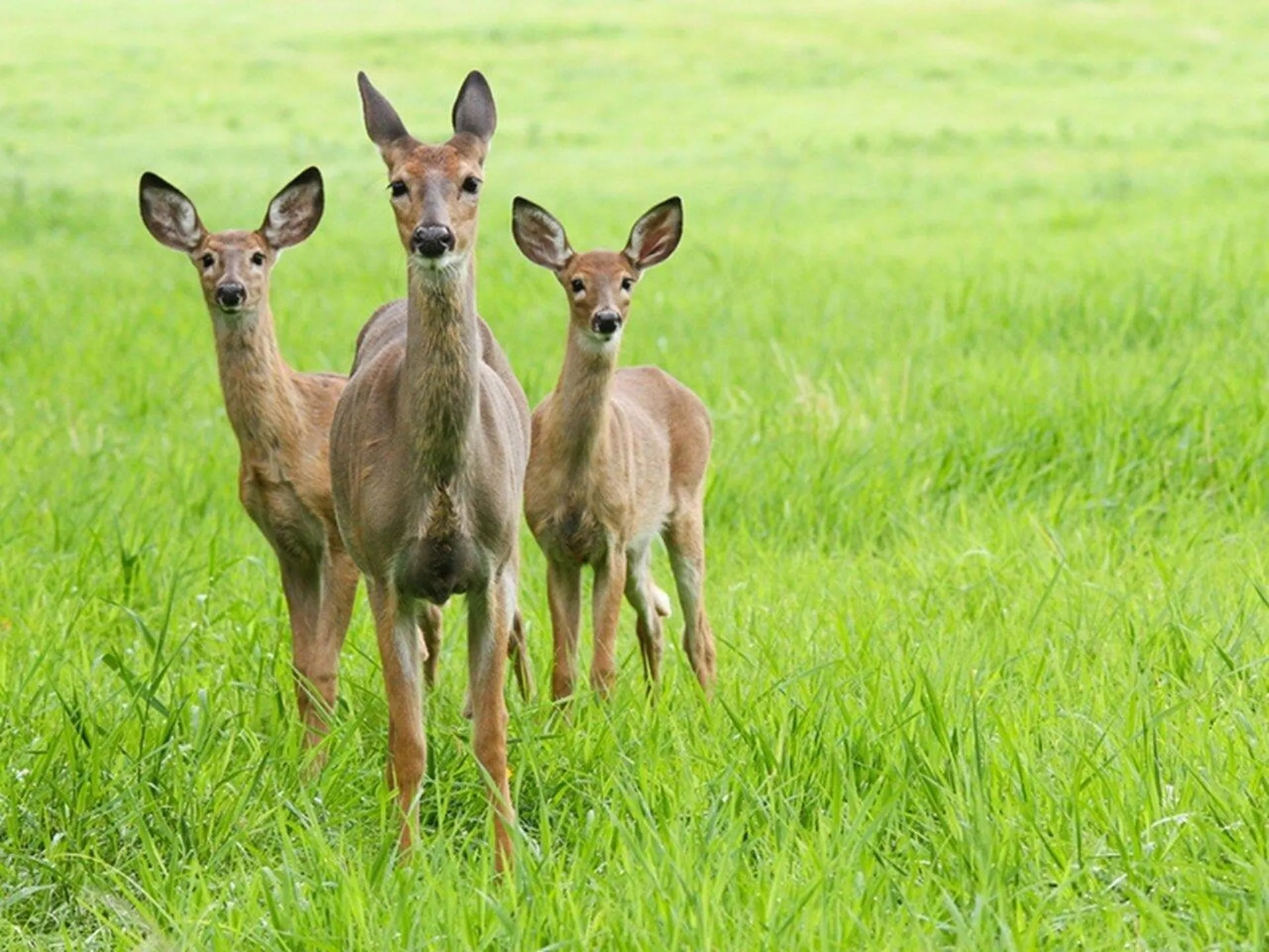 244a Midland Avenue South Burlington VT 05403