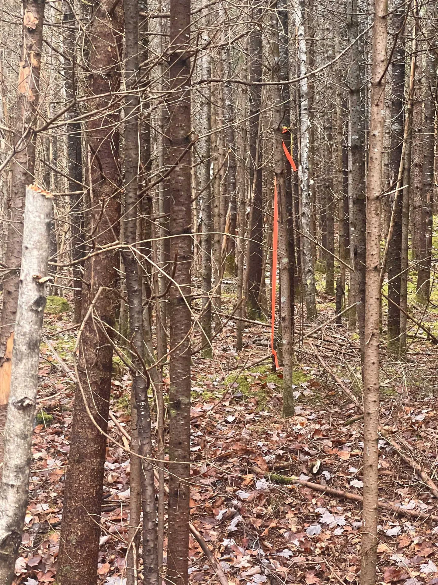 00 Sunrise Acres Drive Lunenburg VT 05906