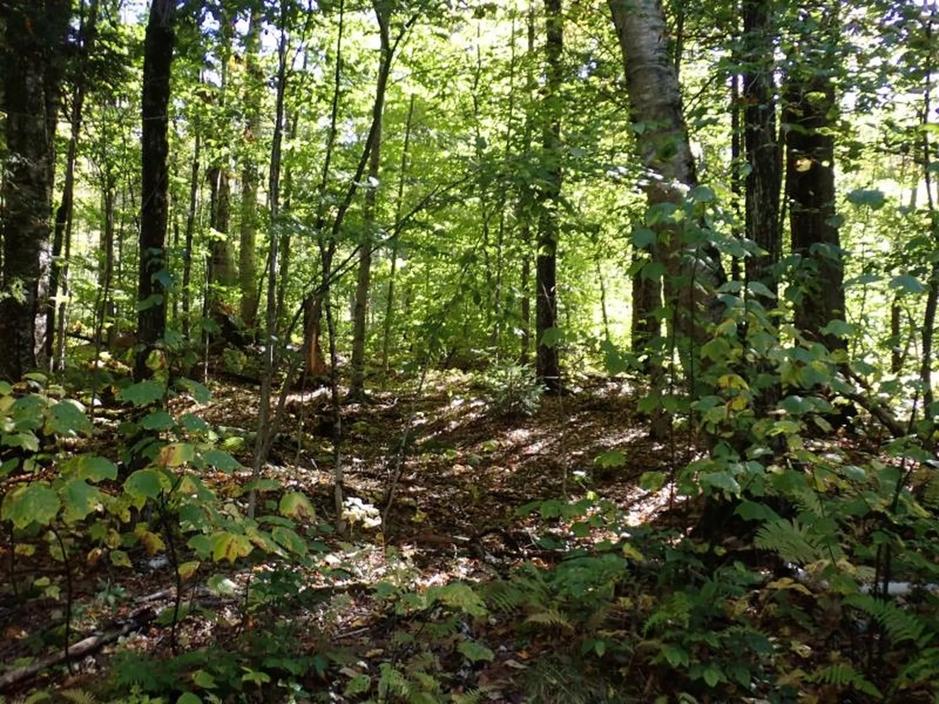 West Hill Road Jamaica VT 05343