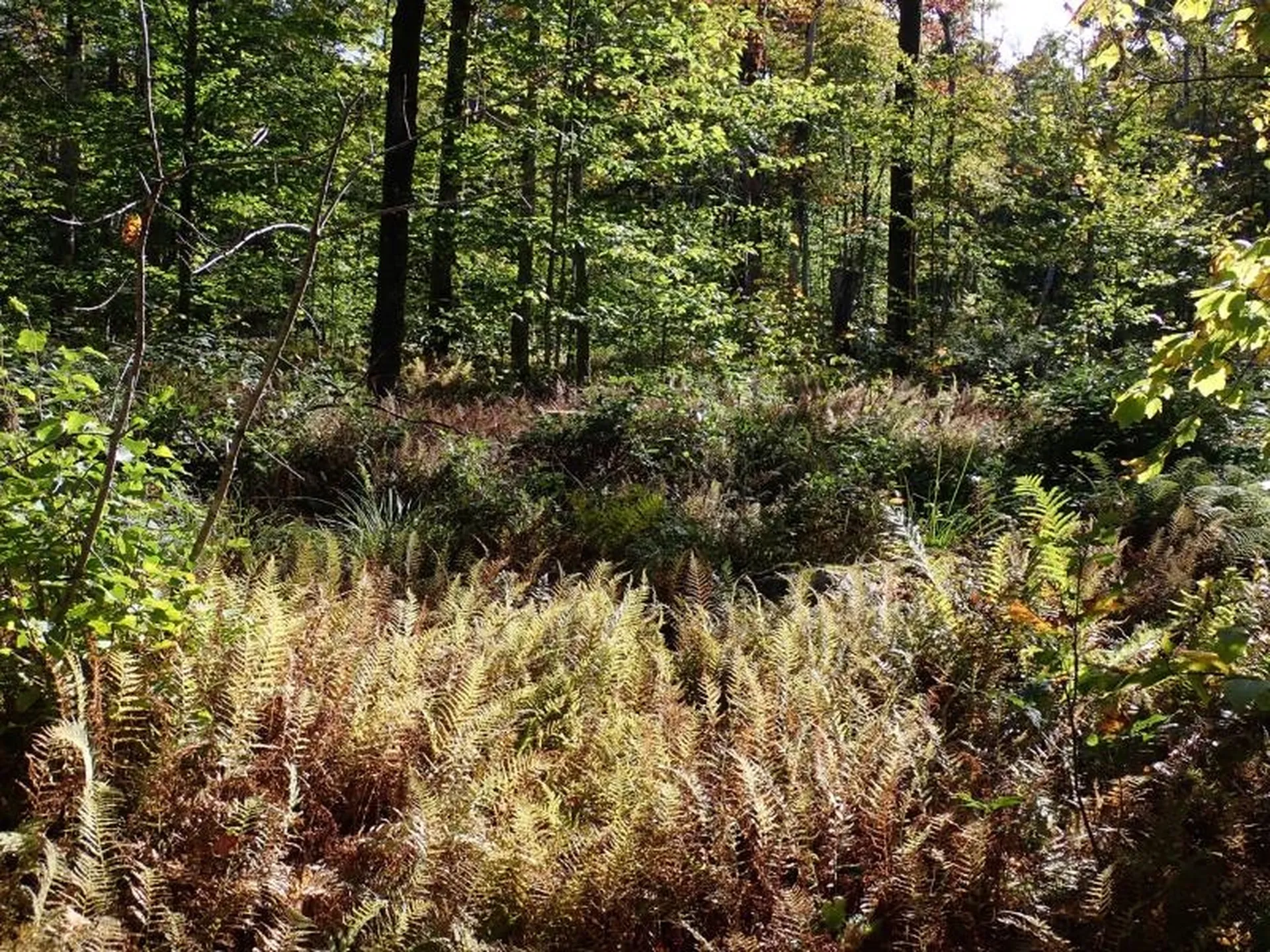 West Hill Road Jamaica VT 05343