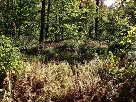 West Hill Road Jamaica VT 05343