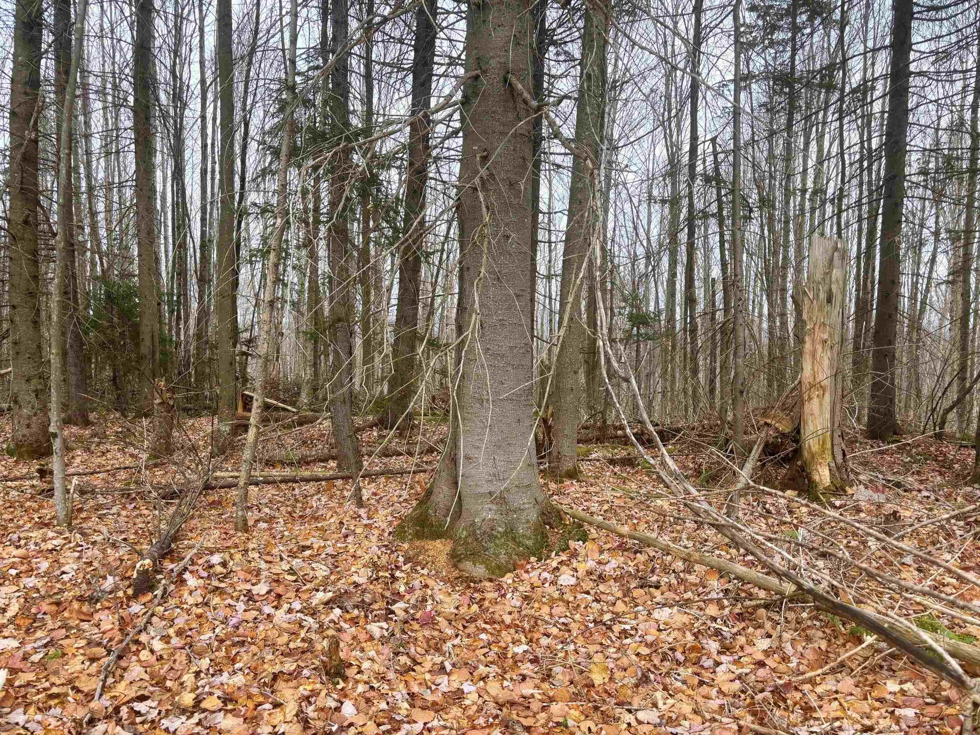 Lot 2 Canaan Hill Road Averill VT 05903