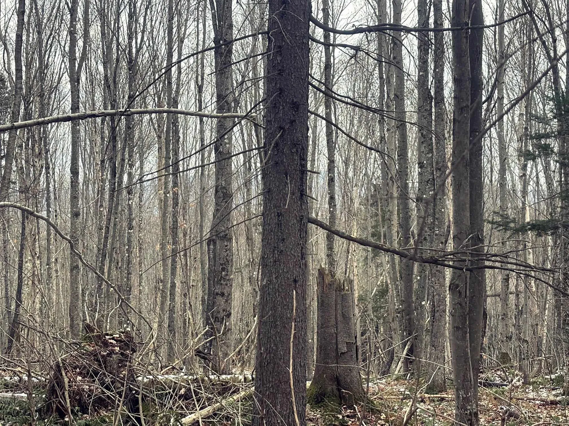 Lot 2 Canaan Hill Road Averill VT 05903