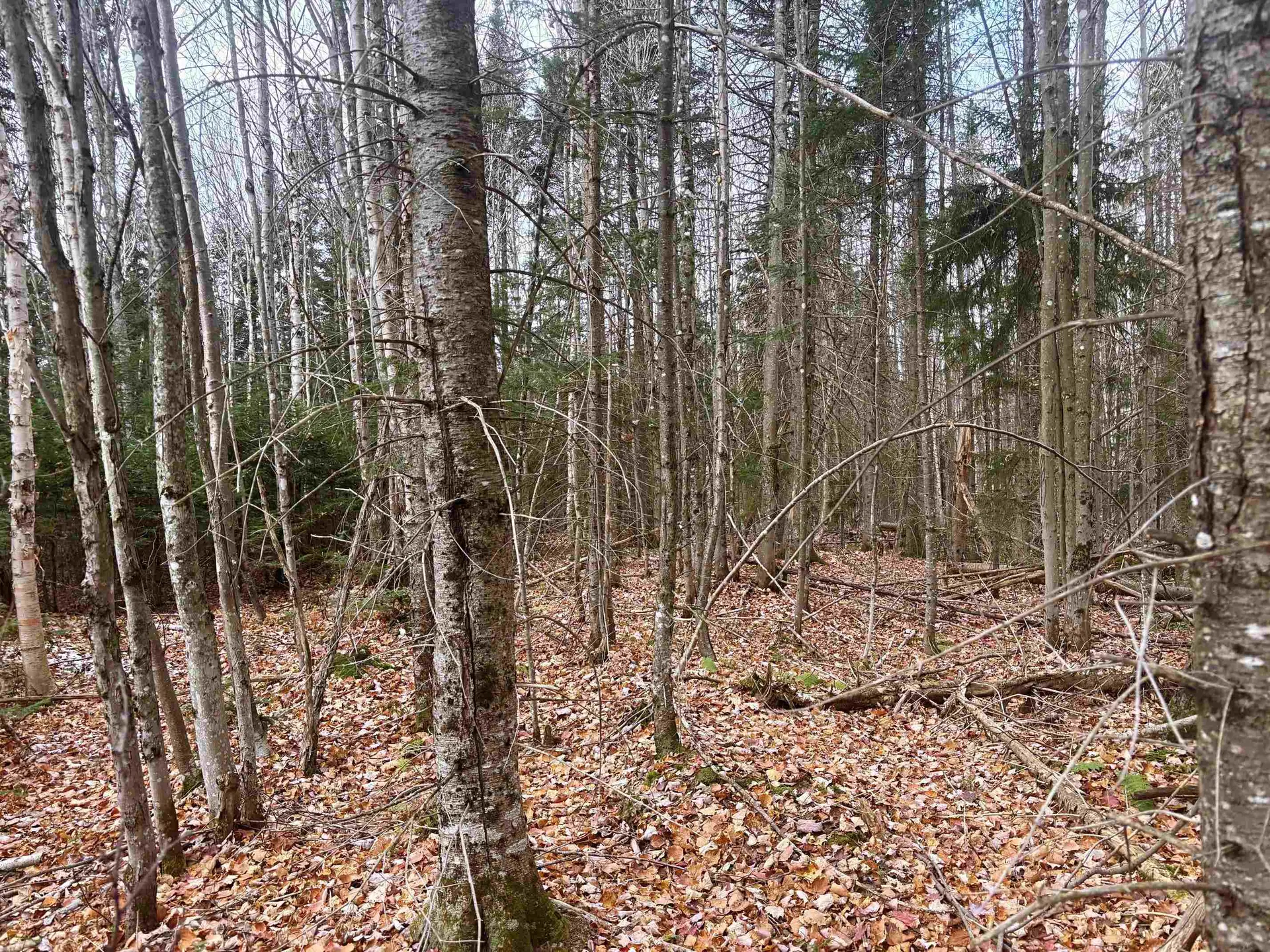 Lot 2 Canaan Hill Road Averill VT 05903