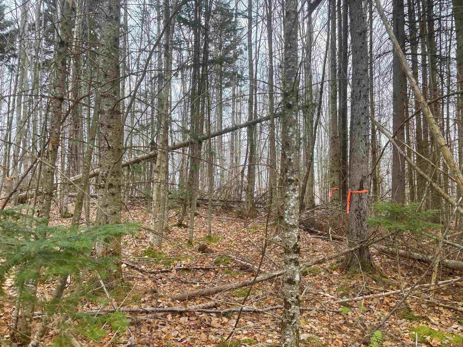 Lot 2 Canaan Hill Road Averill VT 05903