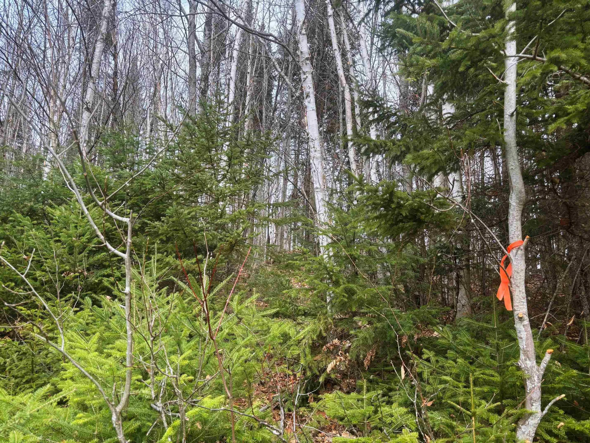 Lot 2 Canaan Hill Road Averill VT 05903