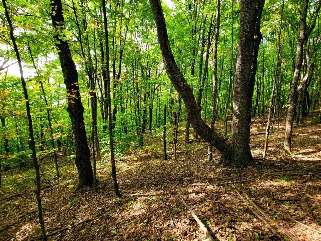 1355 Poor Farm Road Washington VT 05675