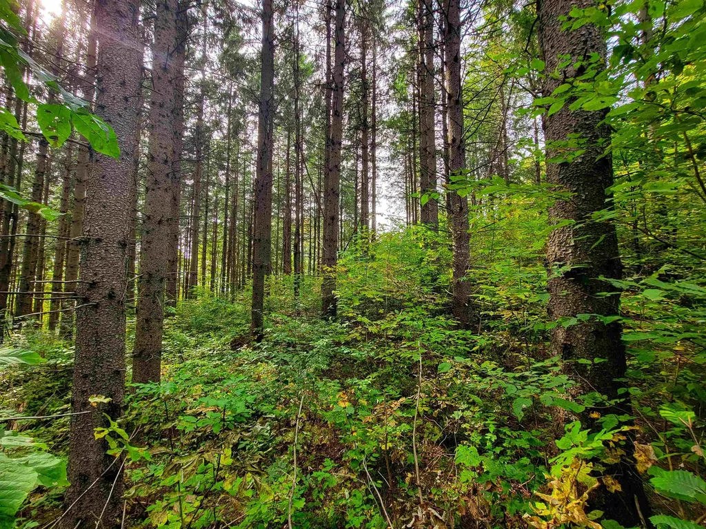 1355 Poor Farm Road Washington VT 05675