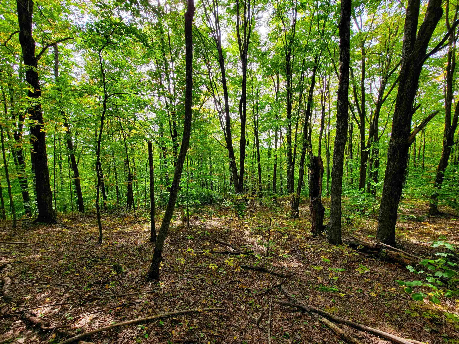 1355 Poor Farm Road Washington VT 05675