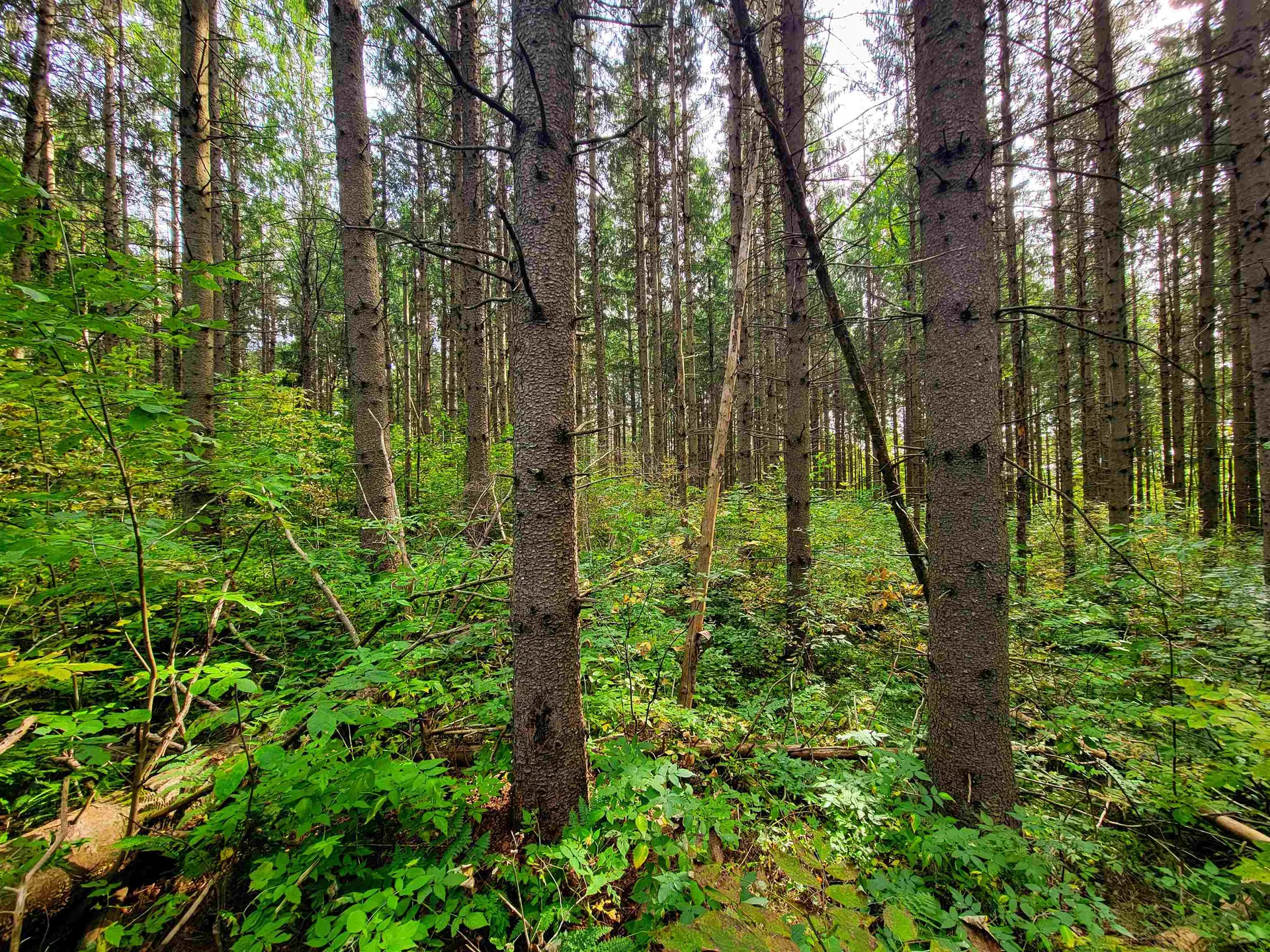 1355 Poor Farm Road Washington VT 05675