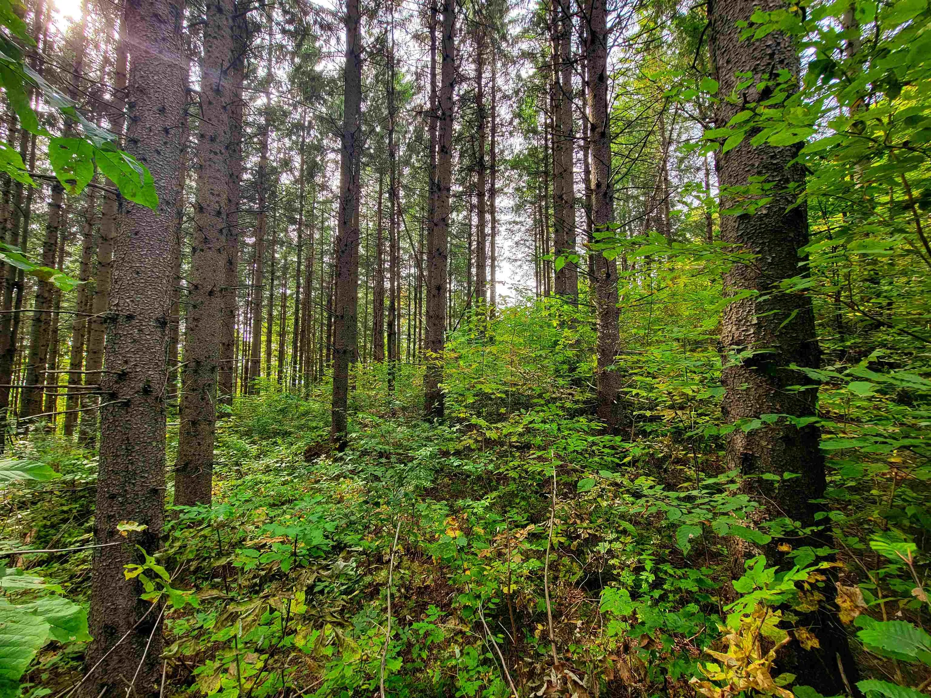 1355 Poor Farm Road Washington VT 05675