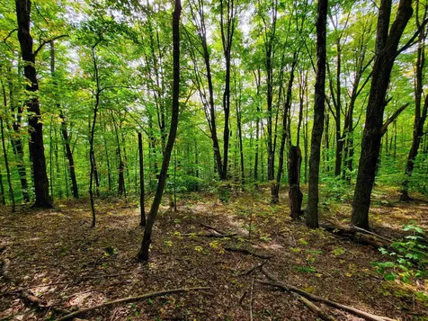 1355 Poor Farm Road Washington VT 05675