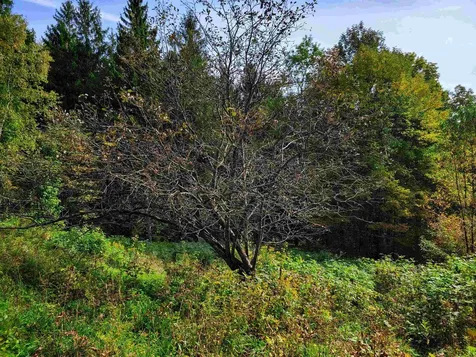 1355 Poor Farm Road Washington VT 05675