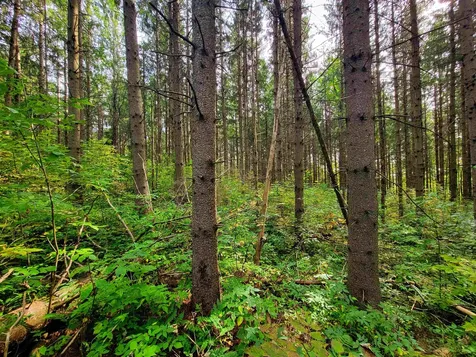 1355 Poor Farm Road Washington VT 05675