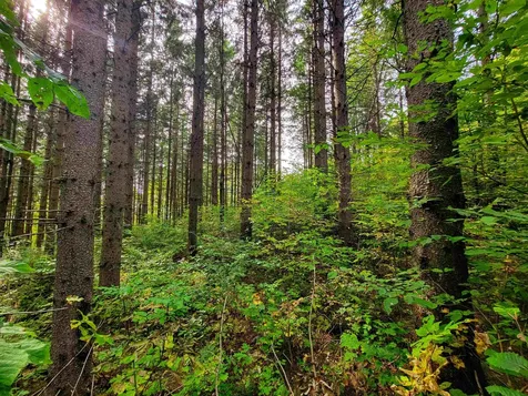 1355 Poor Farm Road Washington VT 05675