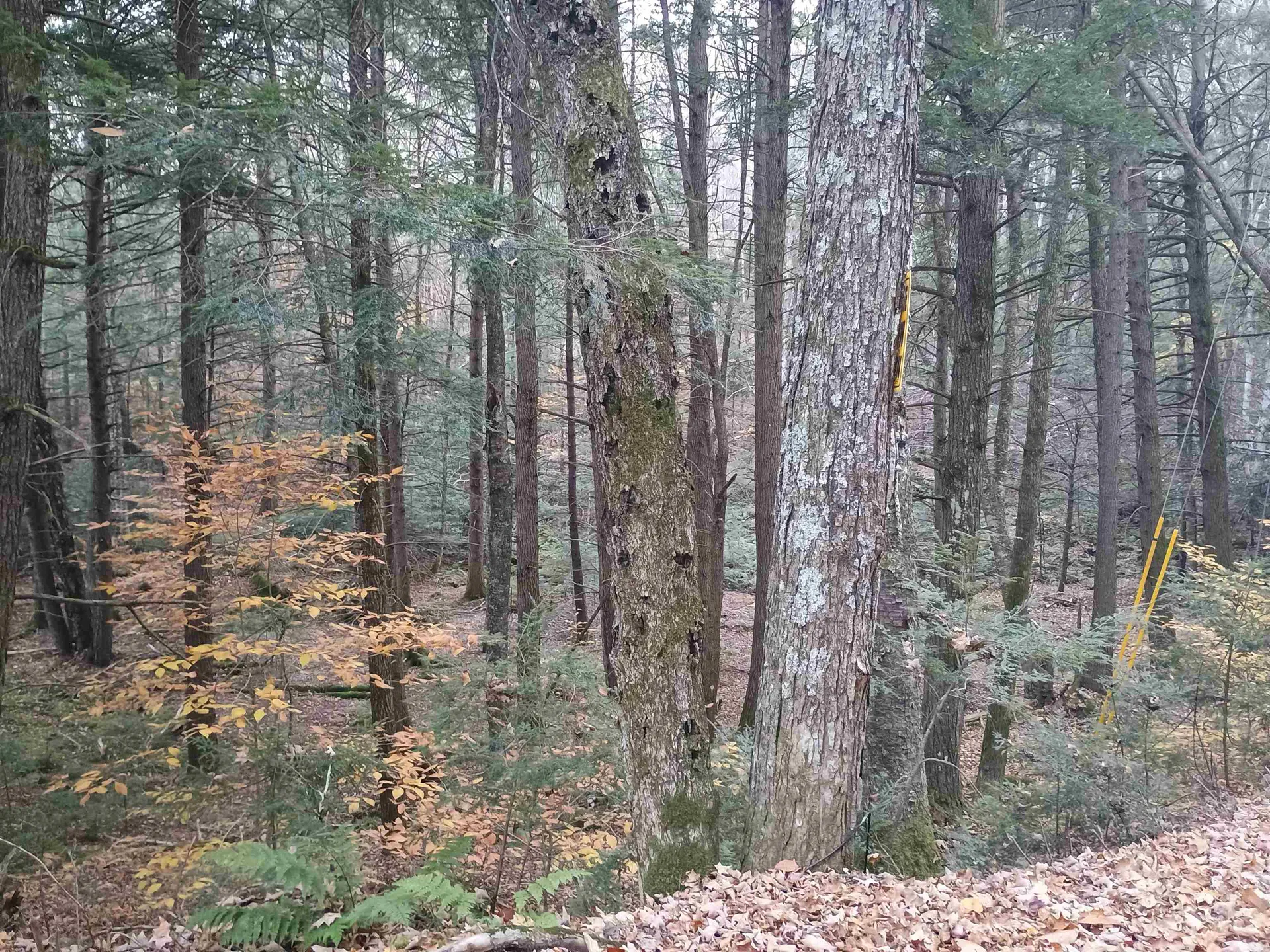 Map 234 Lot 4 Nye Road Acworth NH 03601