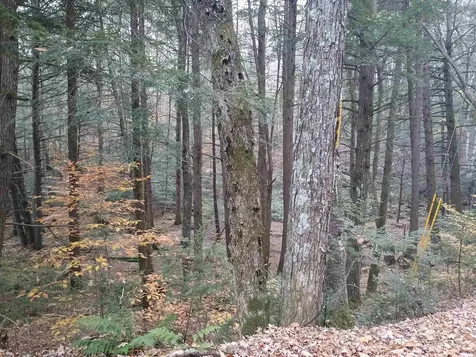 Map 234 Lot 4 Nye Road Acworth NH 03601