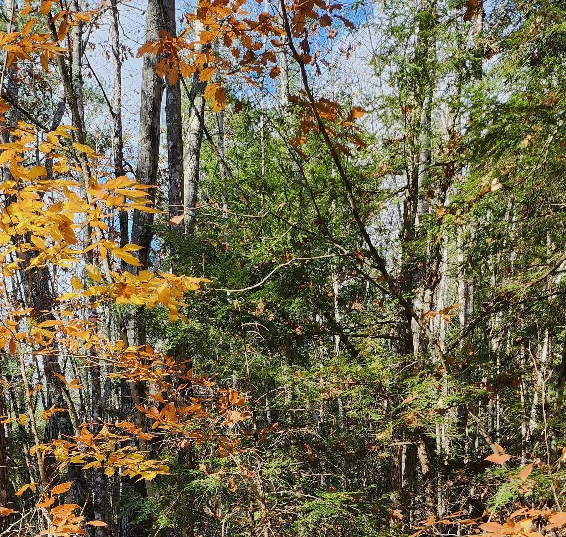 35 Spruce Court Barnstead NH 03218