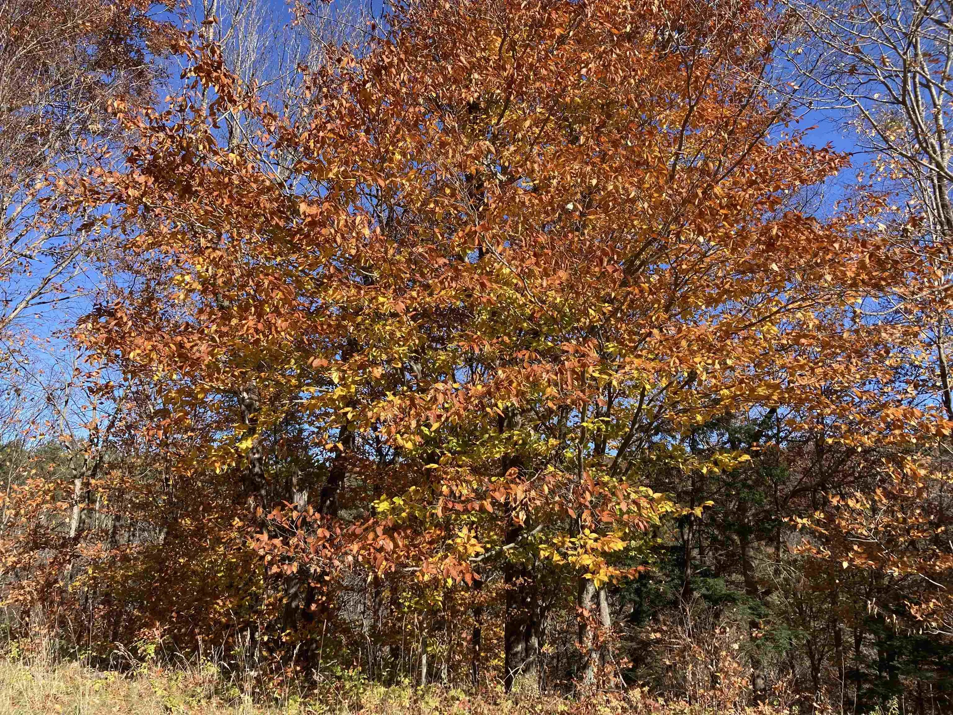 Cherry Hill Road Grafton NH 03240