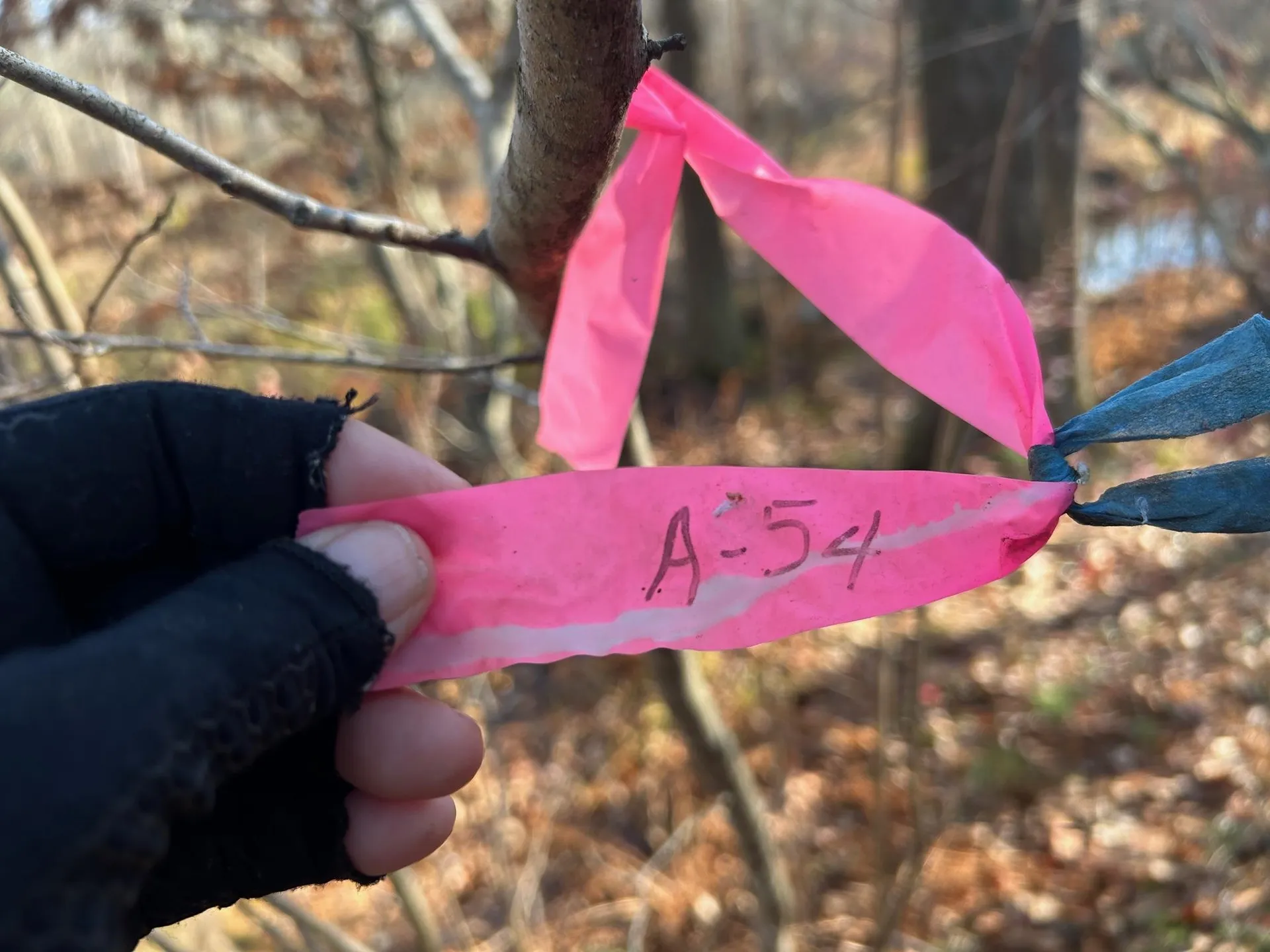 9 Bowley Road East Kingston NH 03827