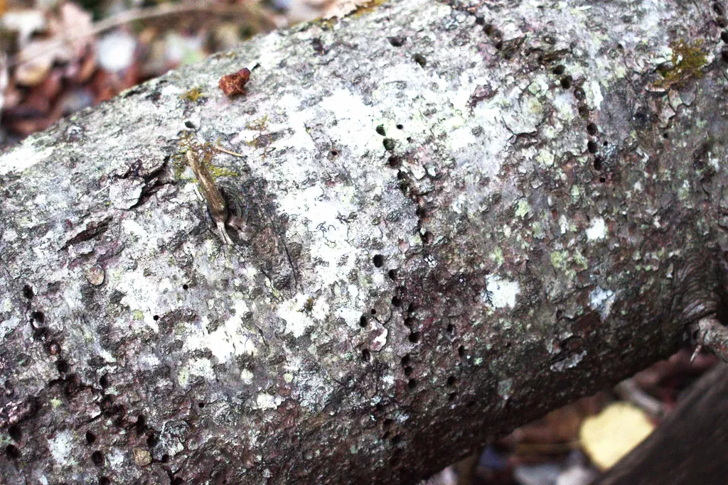 3726 Sheffield Square Road Sheffield VT 05839