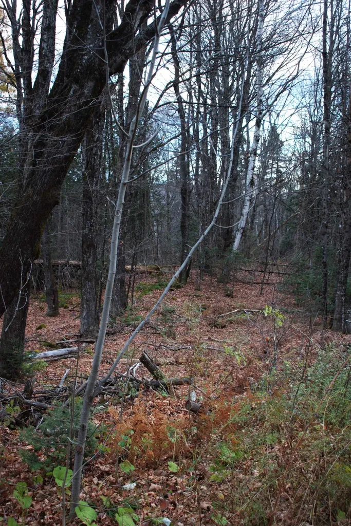 3726 Sheffield Square Road Sheffield VT 05839