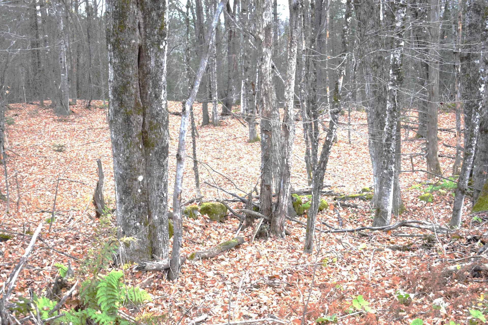 3726 Sheffield Square Road Sheffield VT 05839